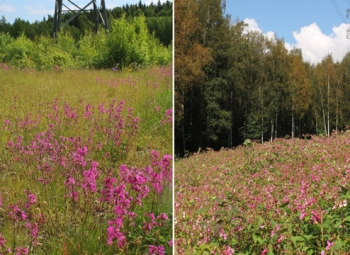 Niittykasvit viihtyvät voimajohtoalueilla
