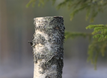 Tekopökkelöistä lahopuuta metsiin