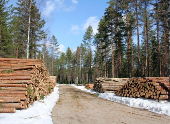 Puuta riittää myös energiantuotantoon