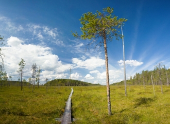 Puuta ja turvetta lisää