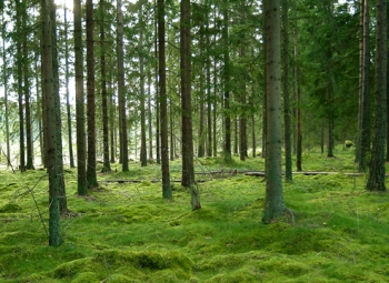 Metsät kasvavat kohisten