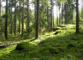 Metsä ja puutuotteet tehokkaita hiilivarastoja