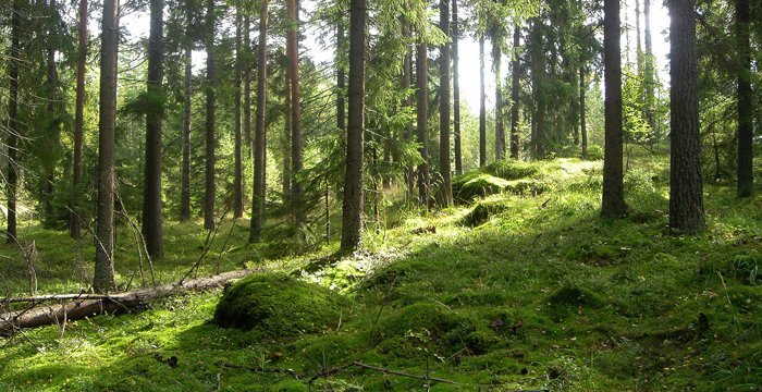 Metsä ja puutuotteet tehokkaita hiilivarastoja
