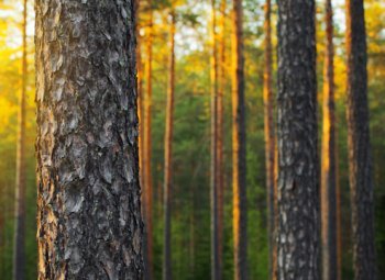 Kustannustehokas hiilitukijärjestelmä